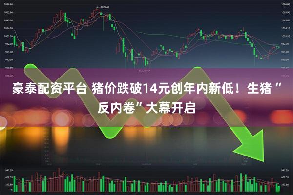 豪泰配资平台 猪价跌破14元创年内新低！生猪“反内卷”大幕开启